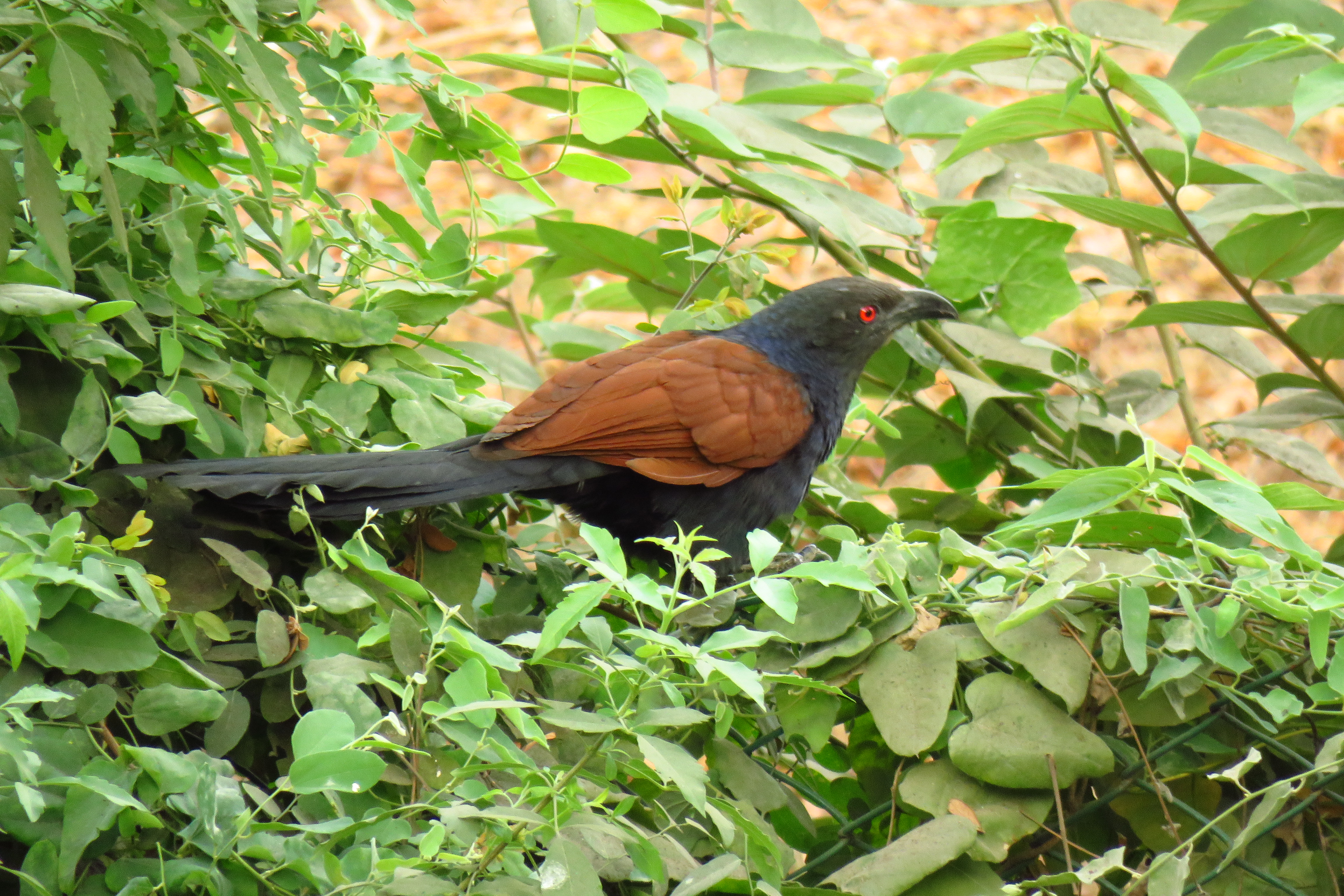 Greater Coucal bird on hbcse campus.JPG