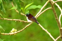 Purple-rumped-Sunbird-hbcse-MALE-IMG_4068(2).JPG