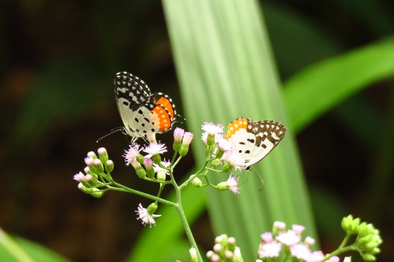 Red pierrot butterflies .JPG