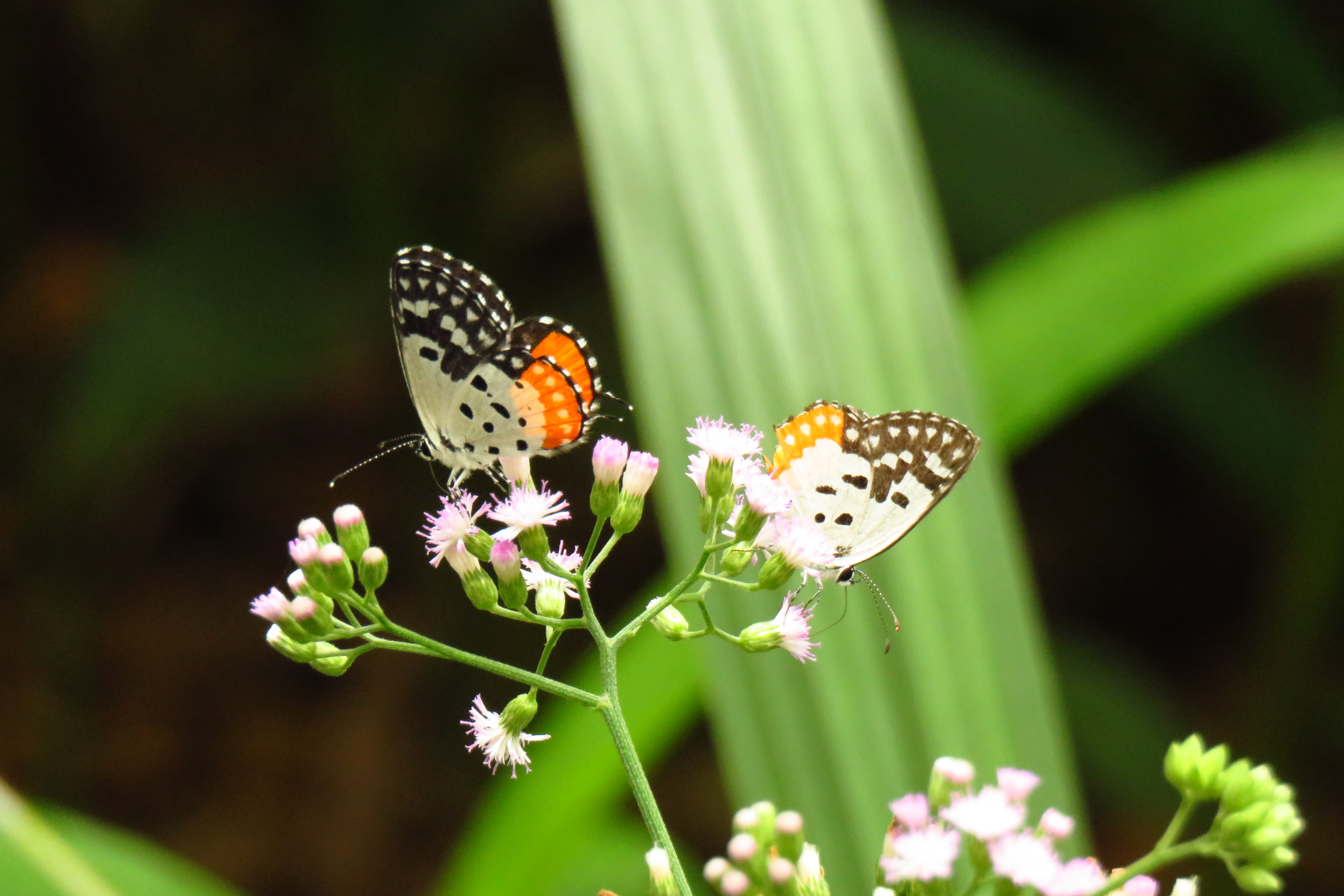 Red pierrot butterflies .JPG