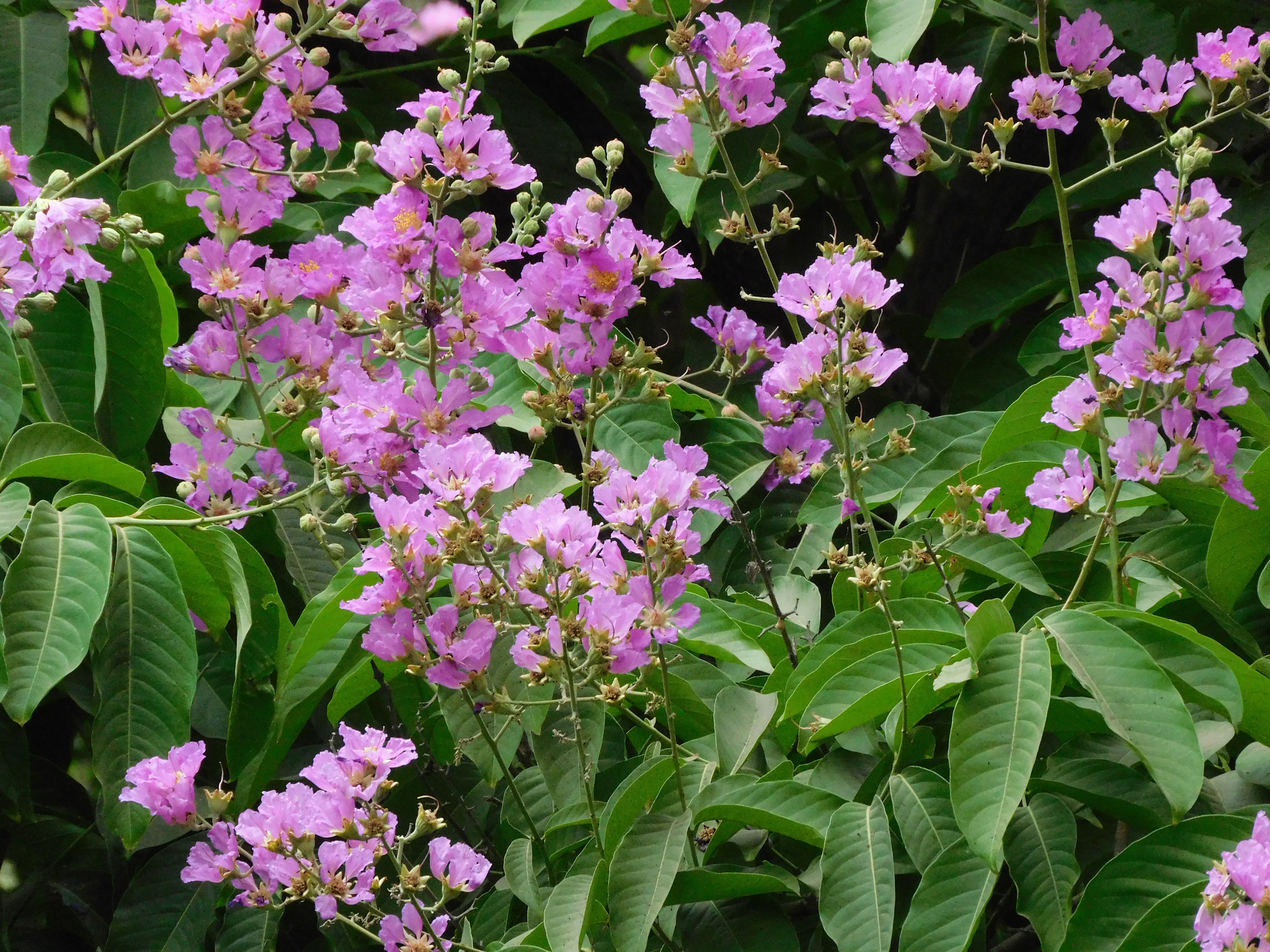 State flower Jarul on hbcse campus.JPG