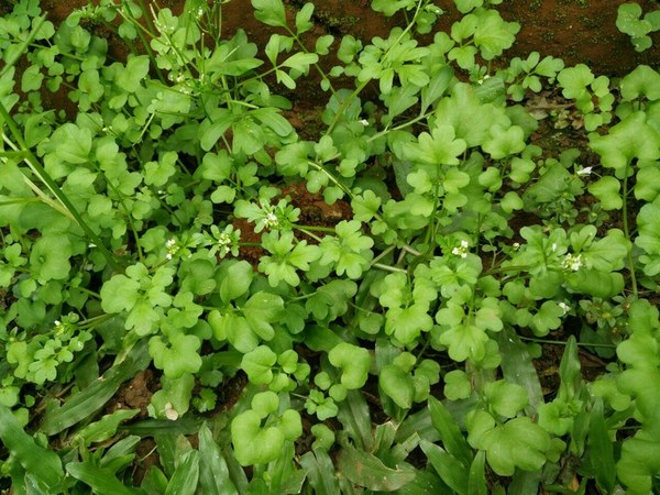 plants.jpeg
